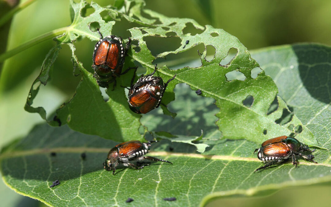 Japanese Beetles | Capital Arborist Tree Service